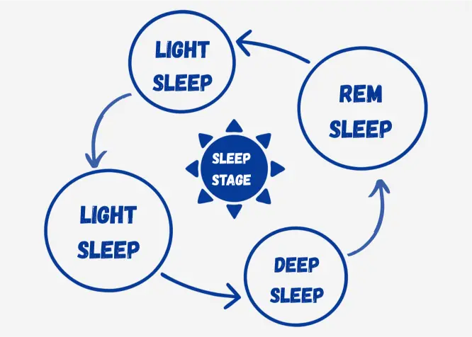 Primal sleep cycle stages.