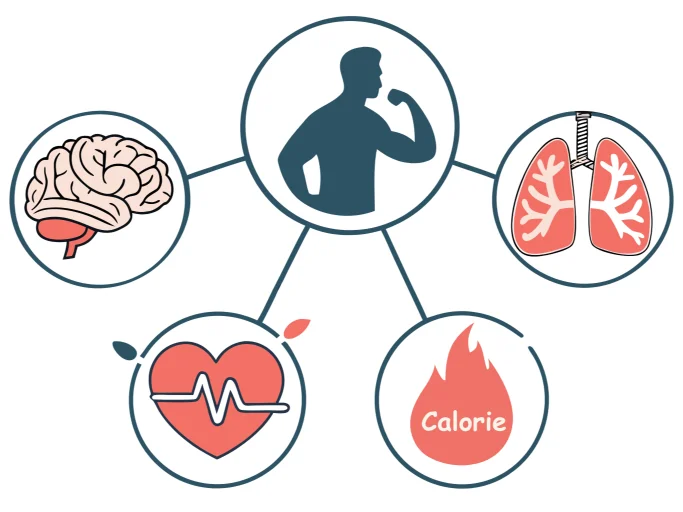 Flat design showing organs contributing to BMR