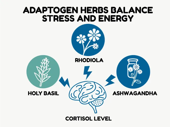 Vector diagram showing how adaptogen herbs balance stress and boost energy