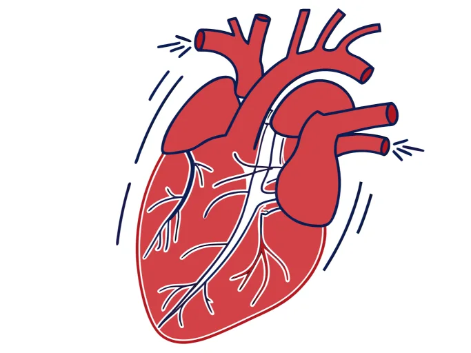 Illustration of heart strain from high blood pressure causing fatigue
