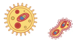 Read more about the article The Pro-Metabolic Diet: A Complete Guide to Becoming a Rapid Metabolizer